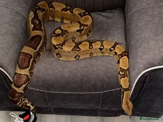 Boa Snake reptiles Boa Forsale - Advert 24