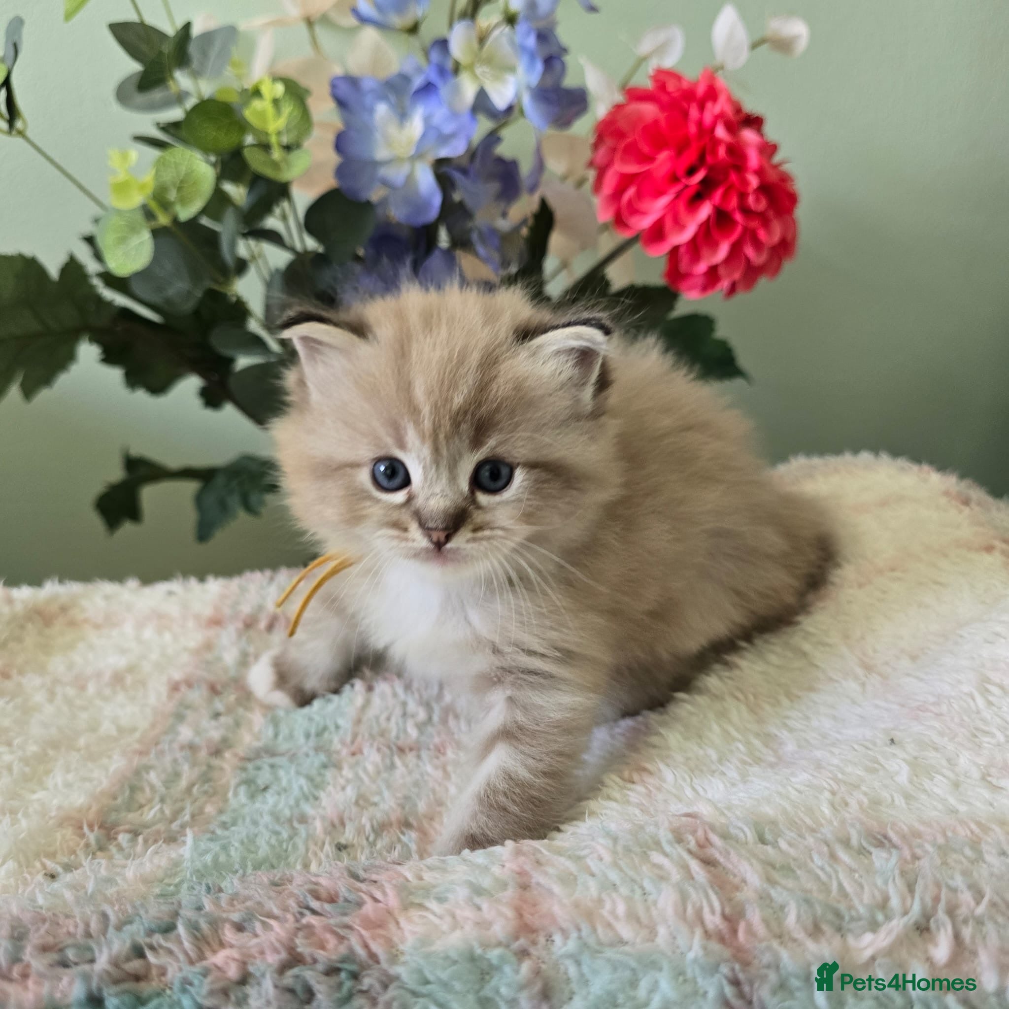 Ragdoll cats Registered Ragdoll Kittens for Sale - Advert 17