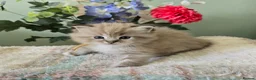 Ragdoll cats for sale: Registered Ragdoll Kittens for Sale - Advert 19