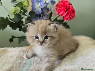 Ragdoll cats Registered Ragdoll Kittens for Sale - Advert 17
