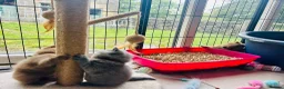 British Shorthair cats for sale: GCCF Registered BSH/BLH Kittens - Advert 12