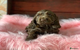 Cocker Spaniel dogs for sale: 5* LICENSED KC SHOW H/TESTED PUPPIES  - Image 4