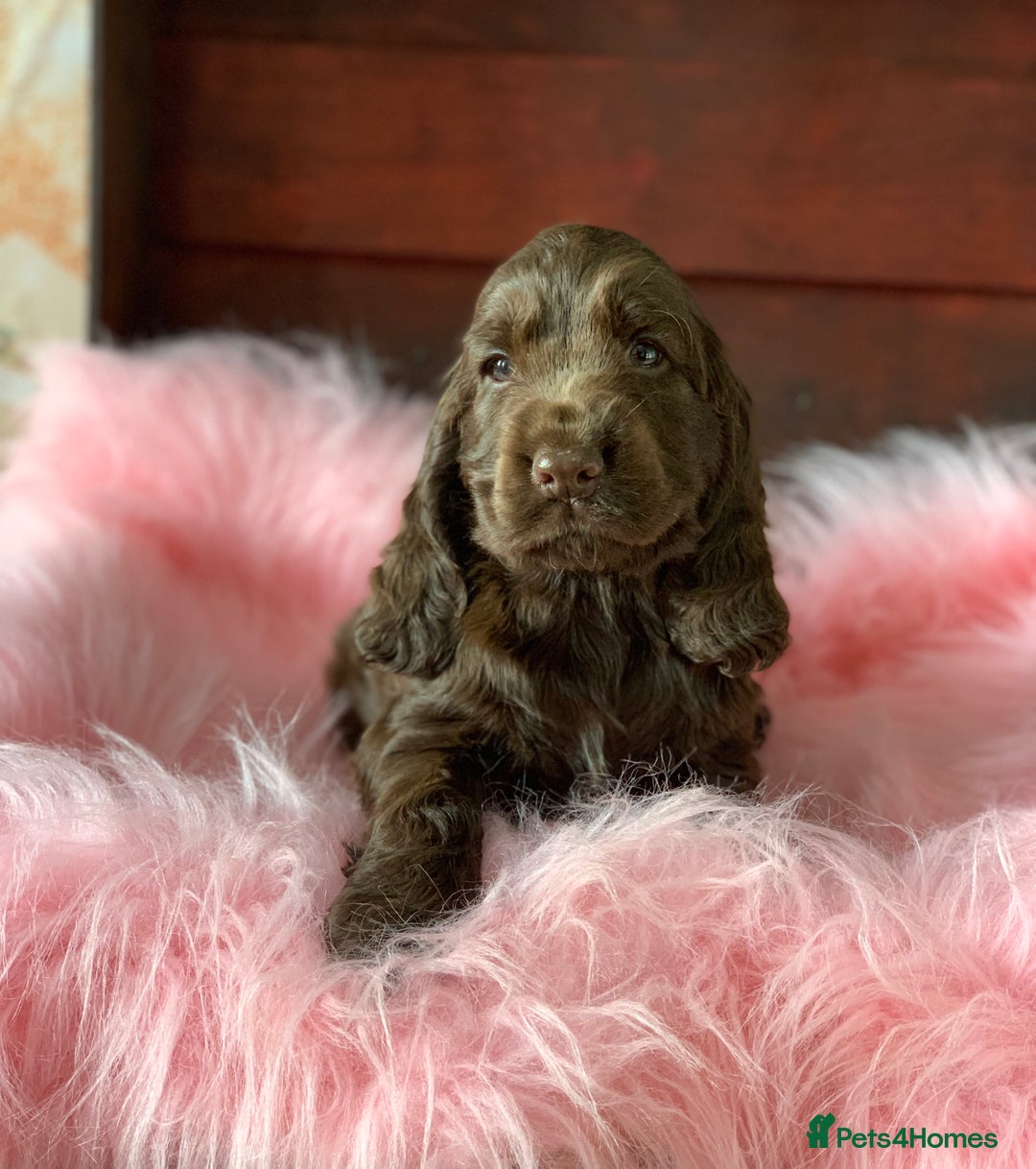 Cocker Spaniel dogs for sale: 5* LICENSED KC SHOW H/TESTED PUPPIES  - Image 4