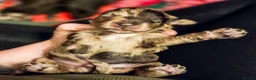 Cockapoo dogs for sale: Multigen Chocolate Merle Cockapoo Puppies - Advert 29