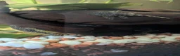 Plecos fish for sale: Bristlenose plecos in Portsmouth - Advert 2