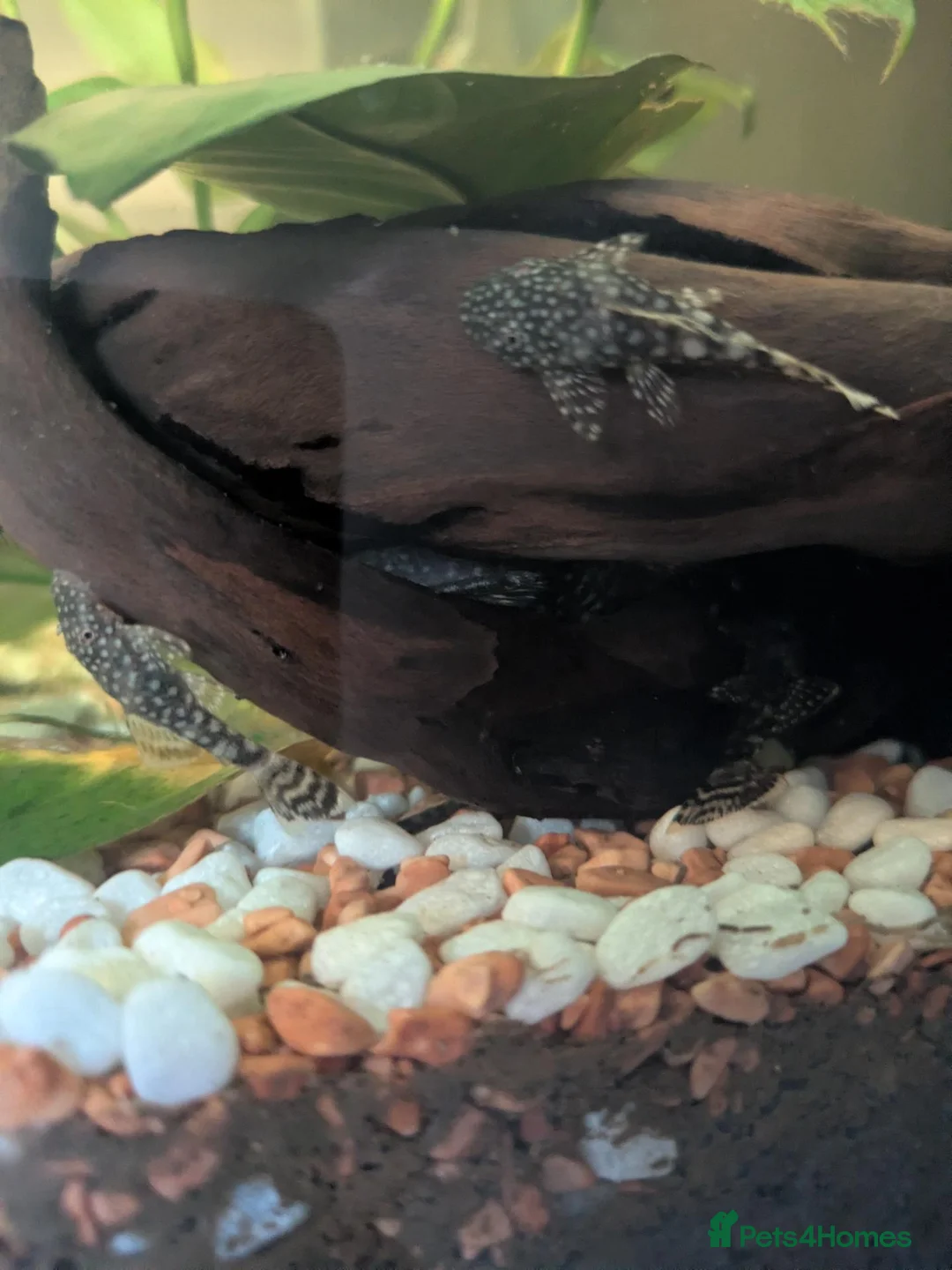 Plecos fish for sale: Bristlenose plecos in Portsmouth - Advert 2