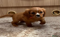 Cockalier dogs for sale: Gorgeous Cockalier Puppies… - Image 6