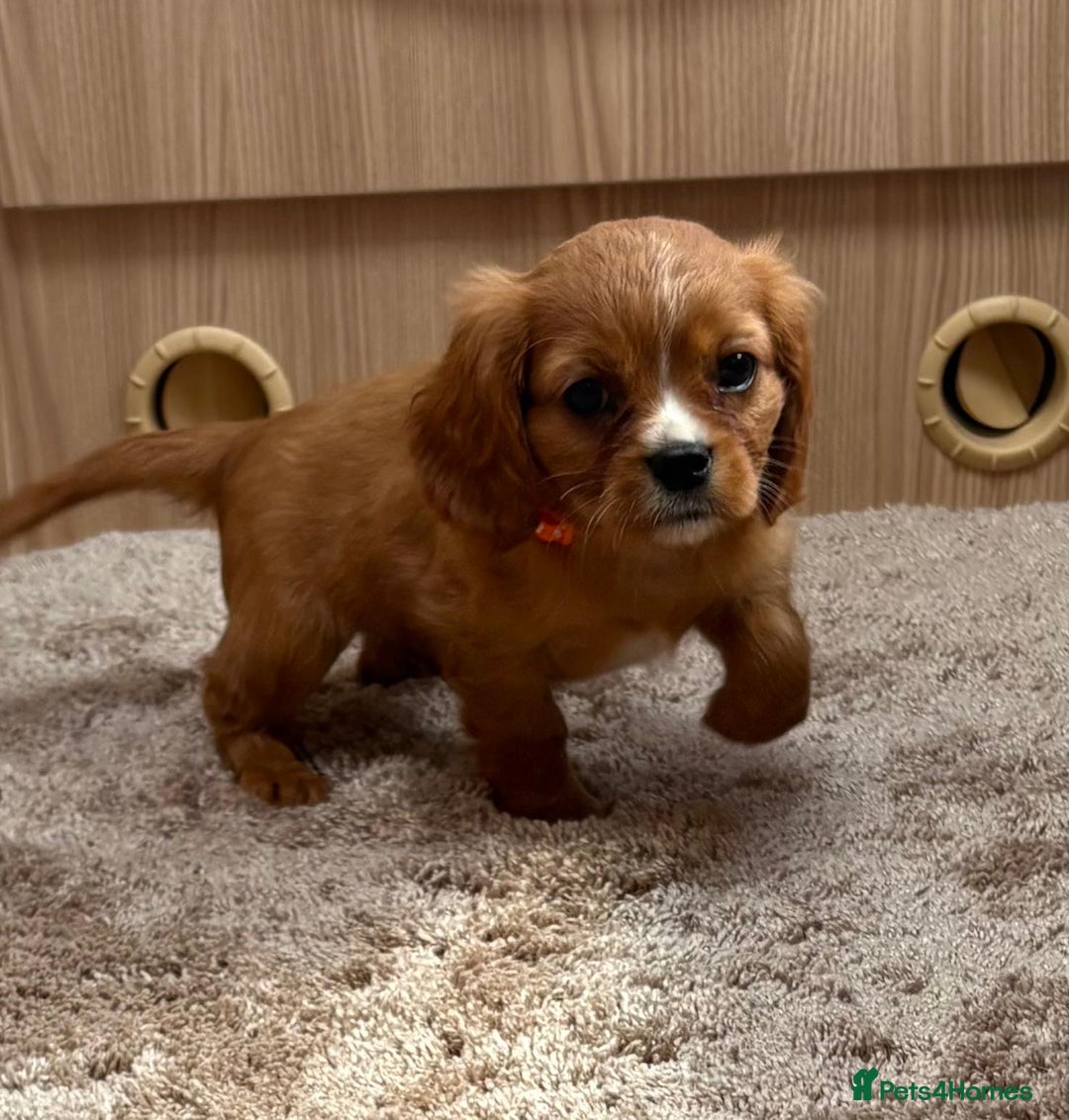 Cockalier dogs for sale: Gorgeous Cockalier Puppies… - Image 6