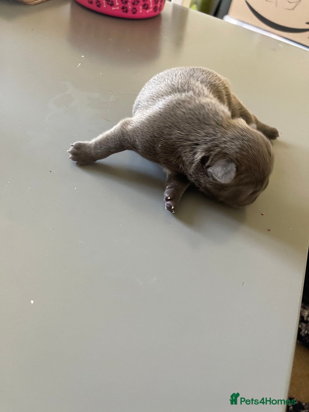French Bulldog dogs for sale: French bulldog  - Image 9