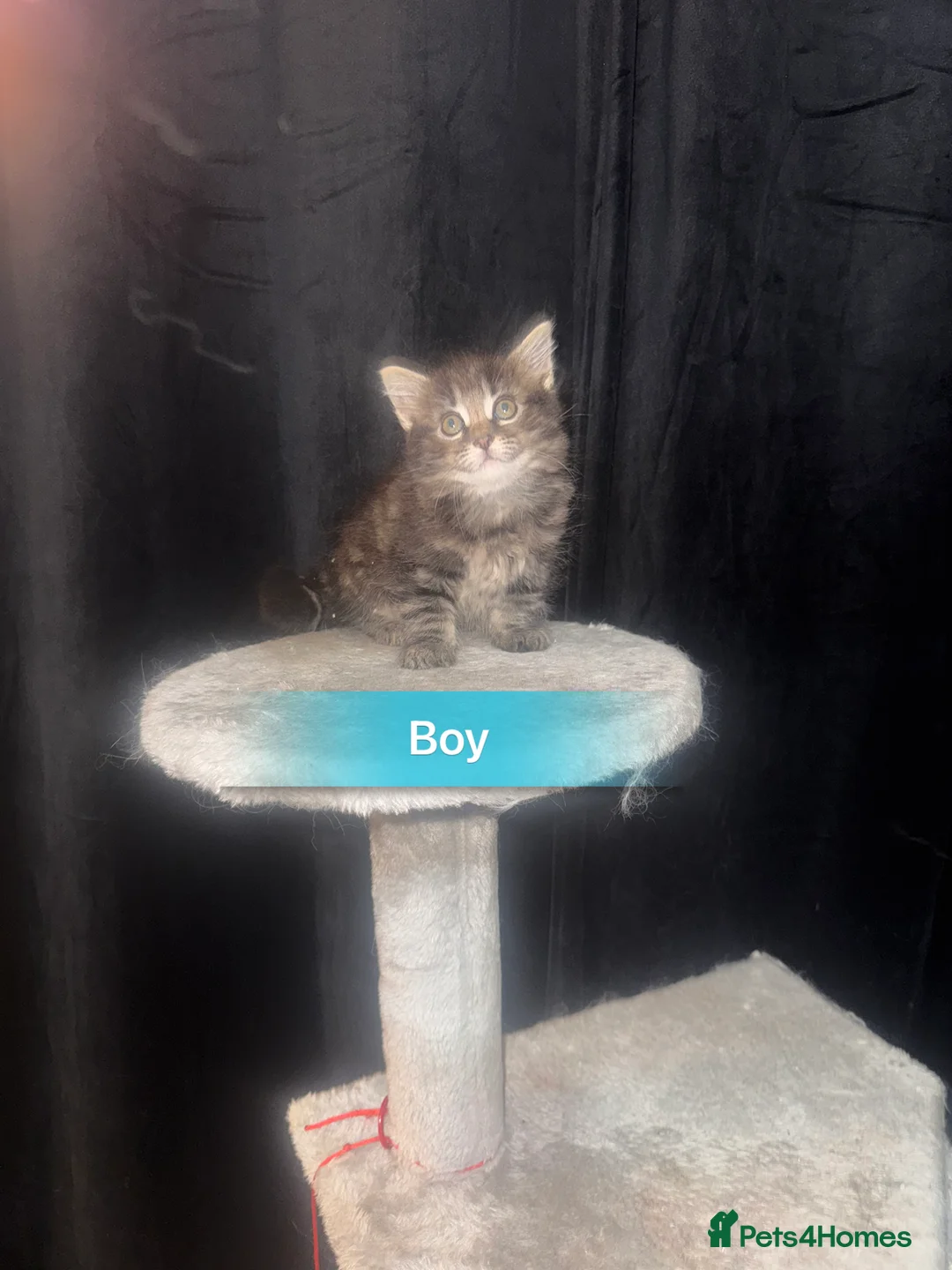 Mixed Breed cats for sale: Beautiful Chucky kittens for sale  - Advert 15