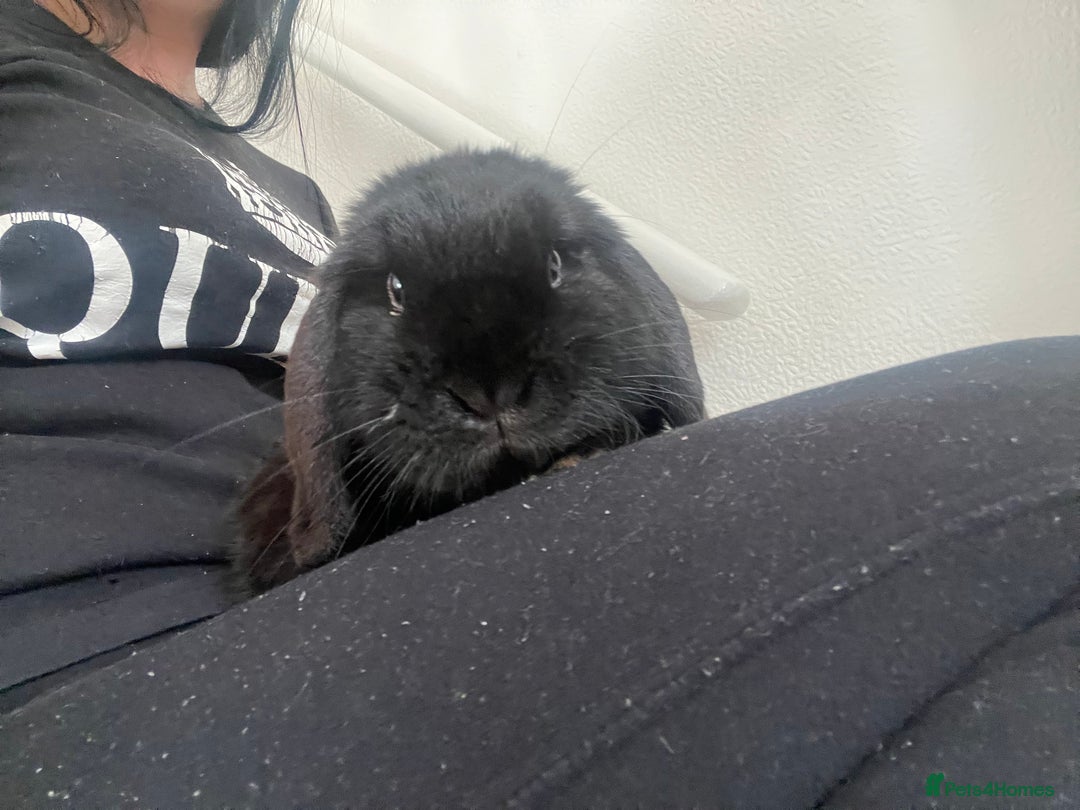 French Lop rabbits for sale: Bunny - Advert 7