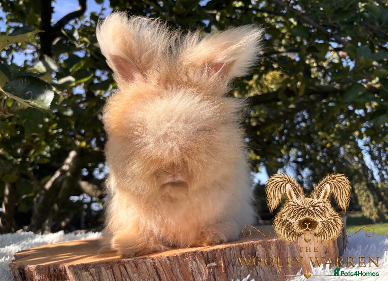 Angora rabbits Last Fully Vaccinated Angora Doe Ready Now  - Advert 1
