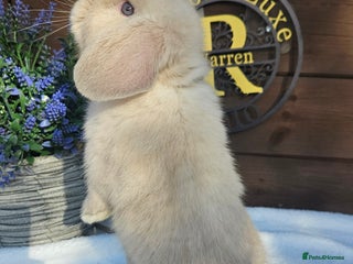 Mini Lop rabbits - Advert 10