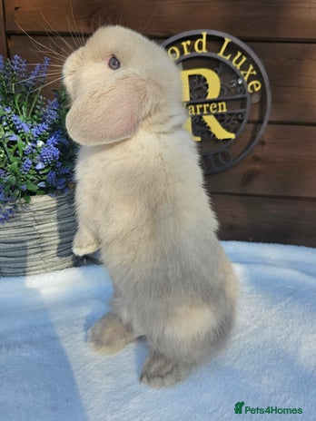 Mini Lop rabbits - Advert 4