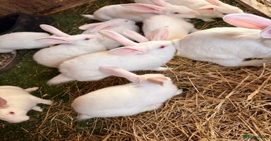 New Zealand rabbits - Advert 9