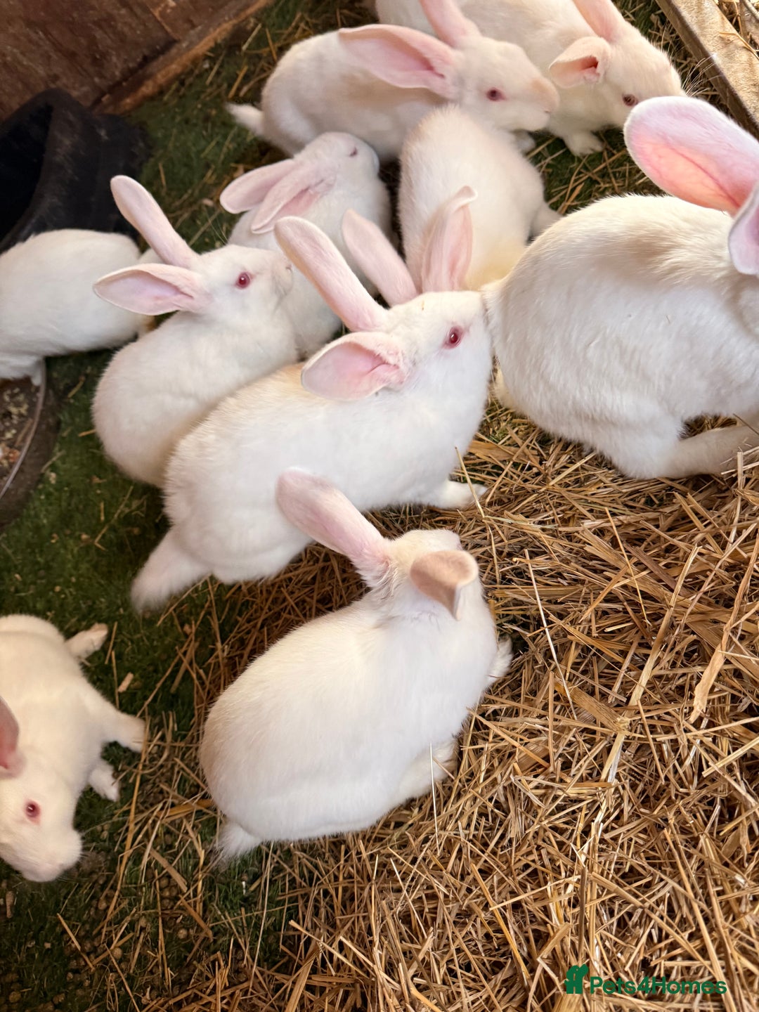 New Zealand rabbits for sale: Newzealand baby rabbits - Image 2