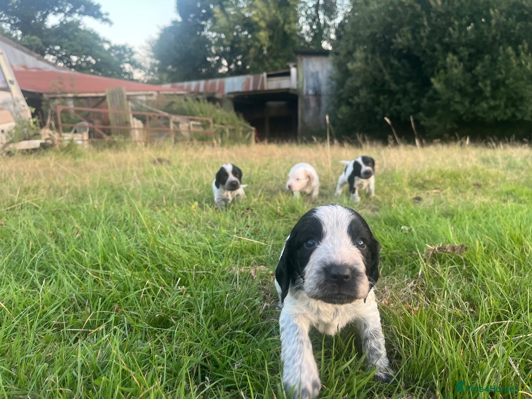 Sprocker dogs for sale: Sprocker puppies for sale   - Image 1