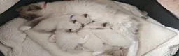 Ragdoll cats for sale: Ragdoll kittens  - Advert 4