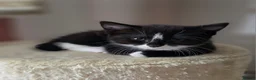 Mixed Breed cats for sale: Beautiful 9 Week Old Mixed Breed Kittens Ready Now - Advert 17