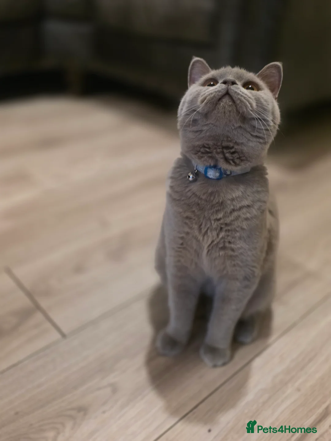 British Shorthair cats for stud: BSH lilac stud - Advert 2