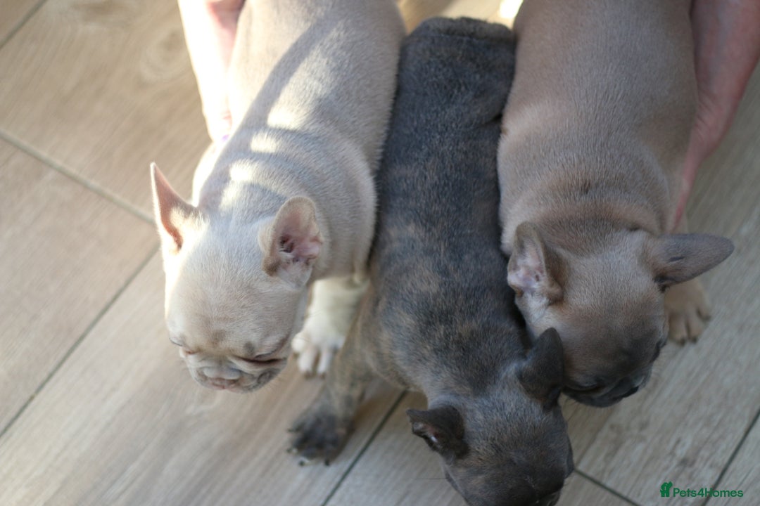 French Bulldog dogs for sale: French Bulldog Puppies Looking for Loving Homes - Advert 3