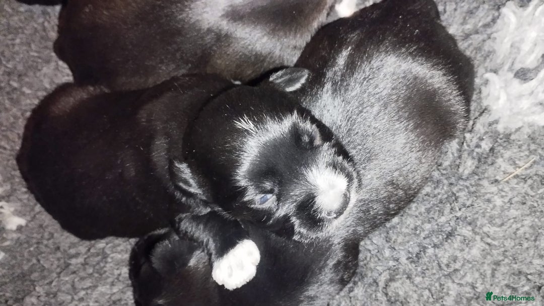 Miniature Schnauzer dogs for sale: Miniature Schnauzers  - Advert 13