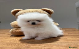 Pomeranian dogs for sale: Boy left! High quality KC reg from imported lines - Image 3