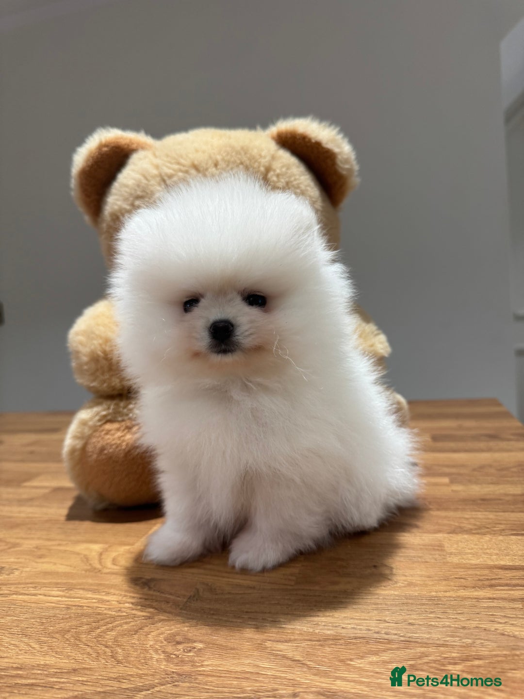 Pomeranian dogs for sale: Boy left! High quality KC reg from imported lines - Image 3