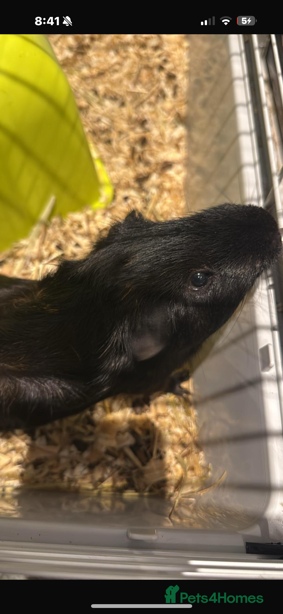 Guinea Pig rodents for sale: Black guinea pig - Image 1