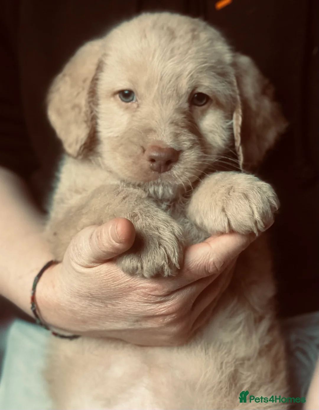 Mixed Breed dogs for sale: Labrador X Sproodle - Advert 20