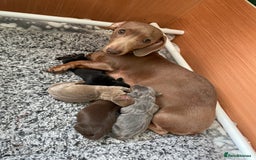 Miniature Dachshund dogs for sale: Kc Reg smooth hair miniature dachshund - Advert 3