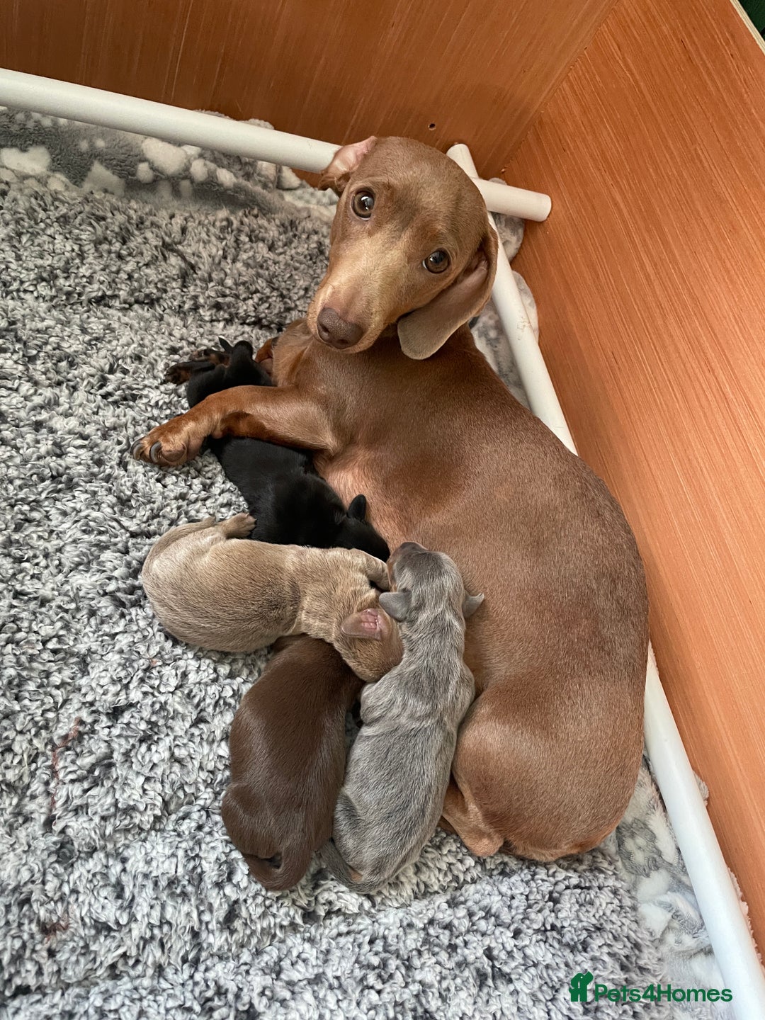 Miniature Dachshund dogs for sale: Kc Reg smooth hair miniature dachshund - Advert 3