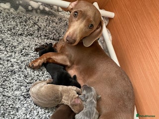 Miniature Dachshund dogs Kc Reg smooth hair miniature dachshund - Advert 3