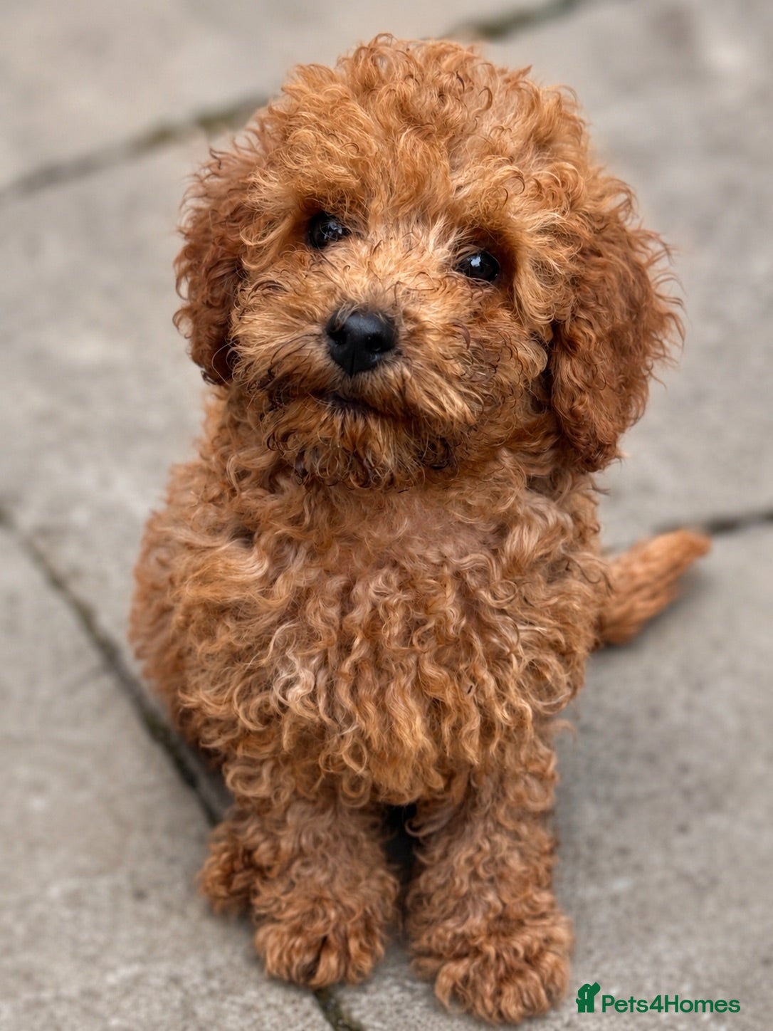 Toy Poodle dogs Beautiful Toy Poodle Puppies ❤️🐾🐩 READY TO GO! - Advert 1