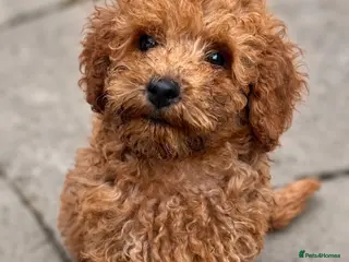 Toy Poodle dogs Beautiful Toy Poodle Puppies❤️🐾🐩 - Advert 17