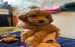 Toy Poodle dogs for sale: Tiny Red Toy Poodles Available now - Image 7