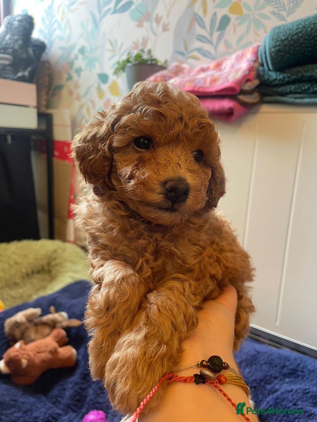 Toy Poodle dogs for sale: Tiny Red Toy Poodles Available now - Image 7