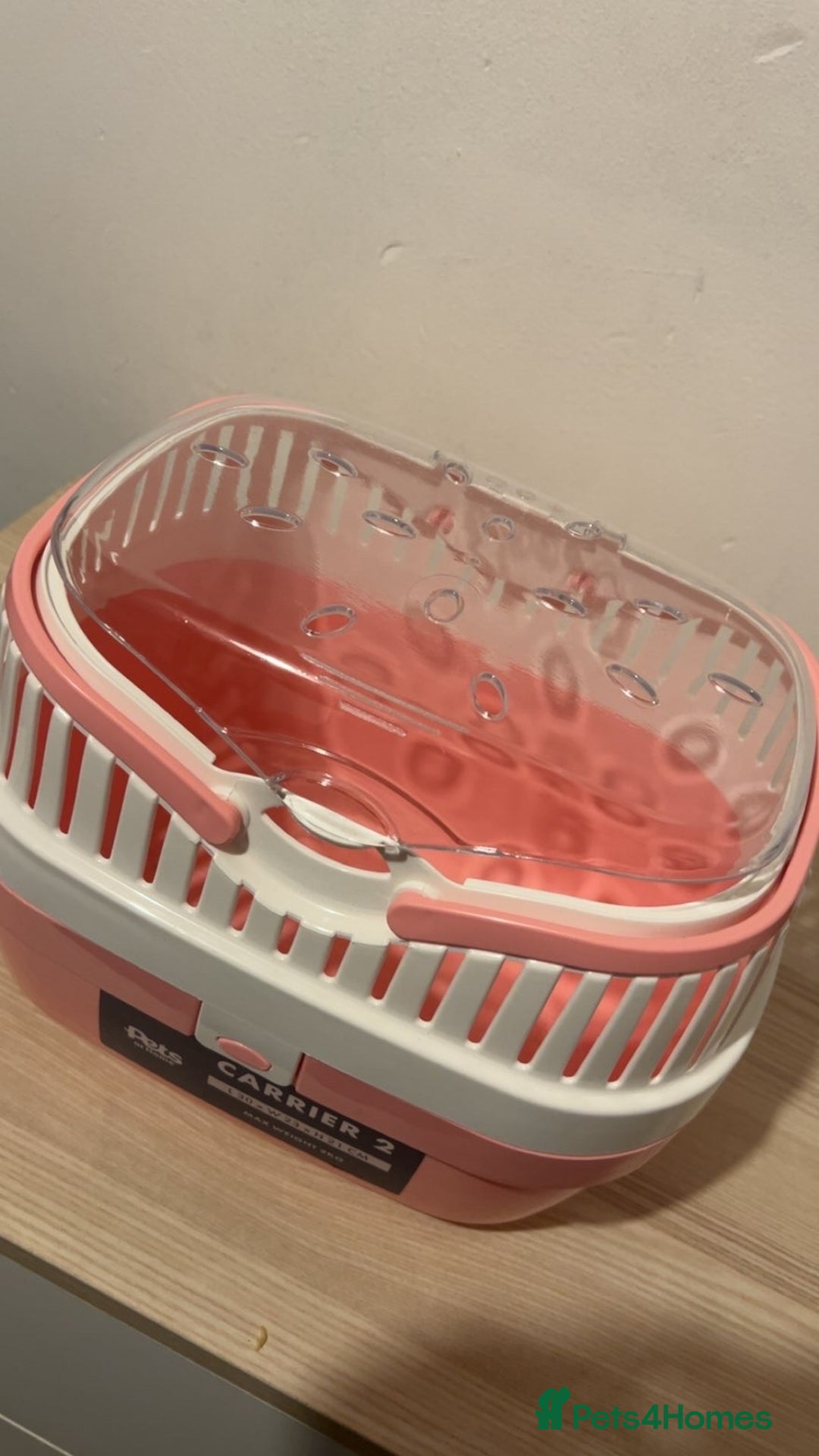 Hamster rodents for sale: 2 male gerbils - Image 7