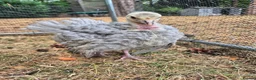 Turkeys poultry for sale: A pair of Slate Turkeys- Mr & Mrs in Liss - Advert 6