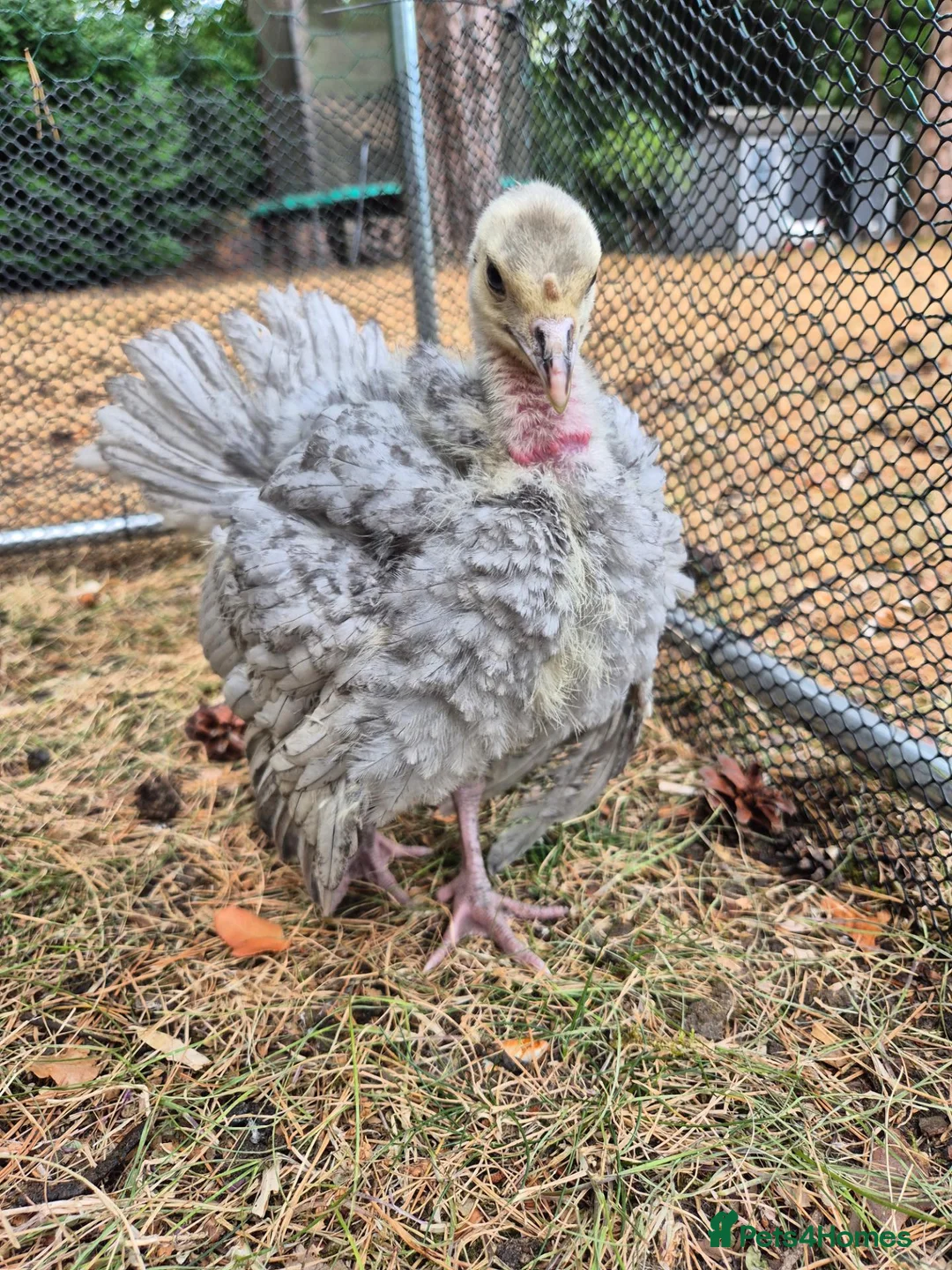 Turkeys poultry for sale: A pair of Slate Turkeys- Mr & Mrs in Liss - Advert 6