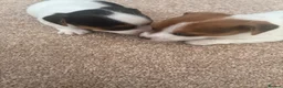 Jack Russell dogs for sale: Jack russel puppies  - Advert 5