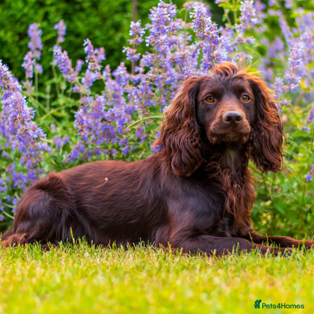 Cocker Spaniel dogs for stud: KC reg Working Cocker Spaniel for Stud in Cambridge - Advert 2