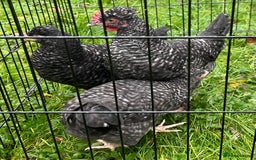 Chickens poultry for sale: Aracana hybrid green egg layers chickens - Image 14