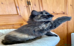 British Longhair cats for sale: Champion line kittens with excellent pedigrees - Image 16