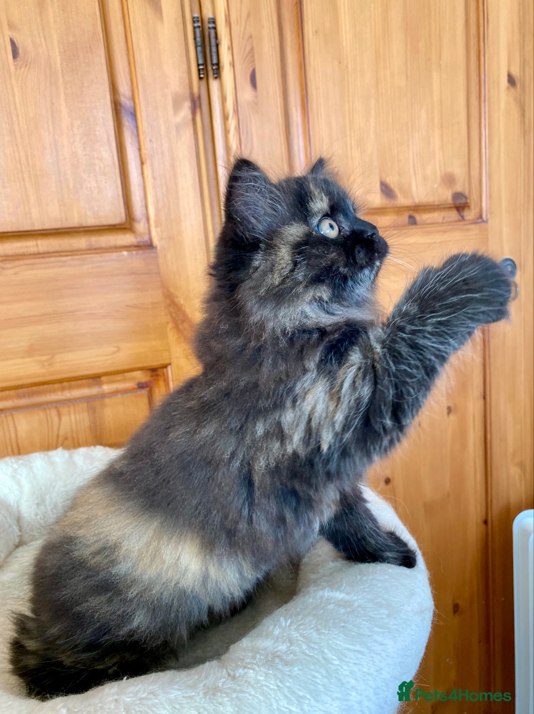 British Longhair cats for sale: Champion line kittens with excellent pedigrees - Image 16