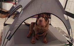 Shar Pei dogs for stud: Shar Pei x American Bulldog Male for Stud - Image 2