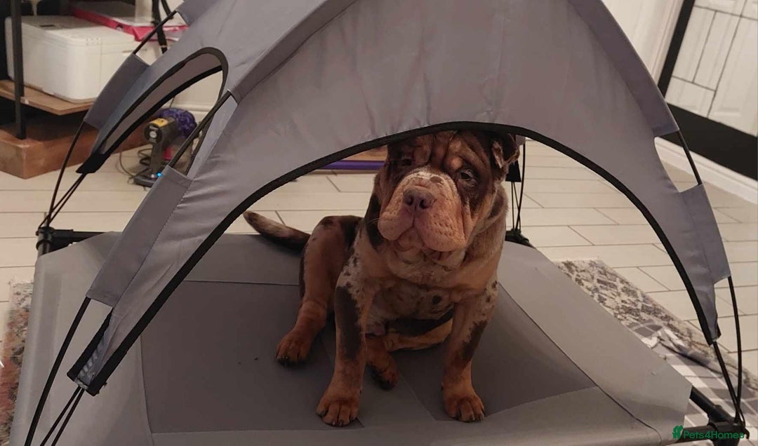 Shar Pei dogs for stud: Shar Pei x American Bulldog Male for Stud - Image 2