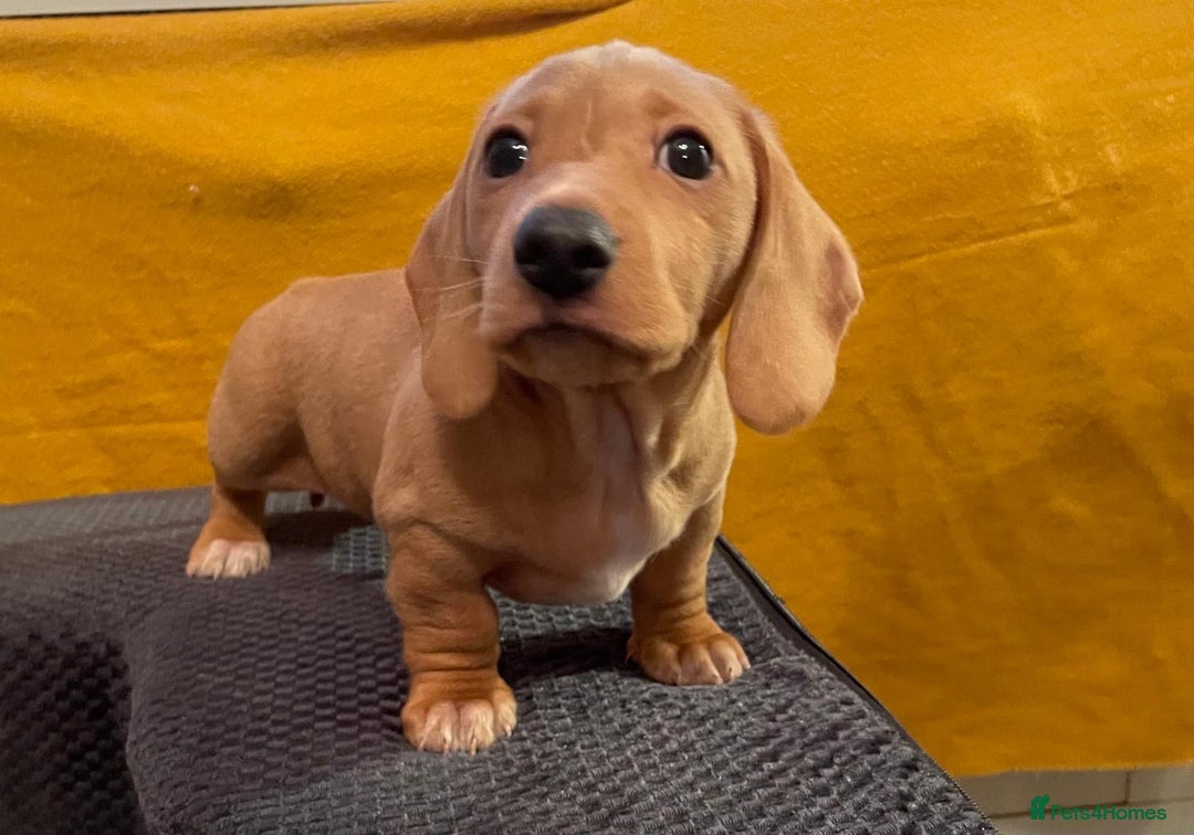 Miniature Dachshund dogs for sale: 4 miniature dachshund pups - Advert 4