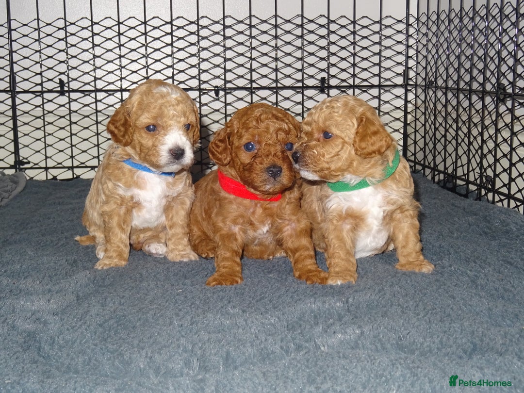 Maltipoo dogs for sale: 🐾 F1b Maltipoo Puppies – Ready Early January 🐾 - Advert 4