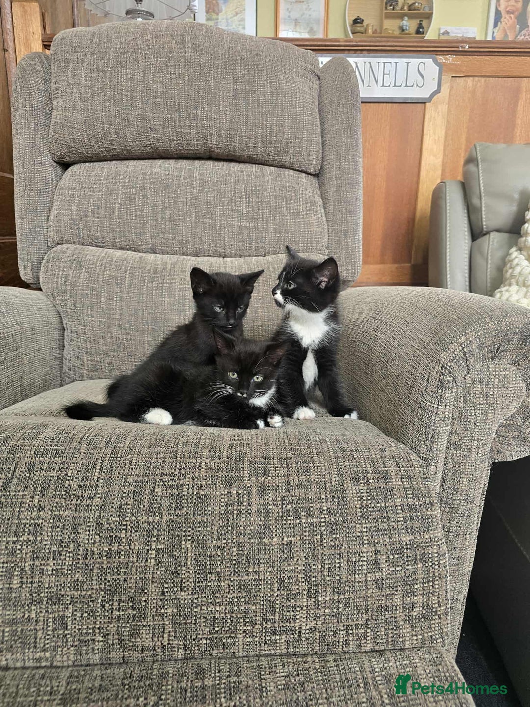 Mixed Breed cats for sale: X2 black and white kittens and one full black - Image 3
